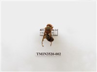 藏品(黑腹虎頭蜂)的圖片